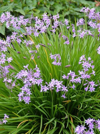 Ail d'Ornement – Tulbaghia Violacea