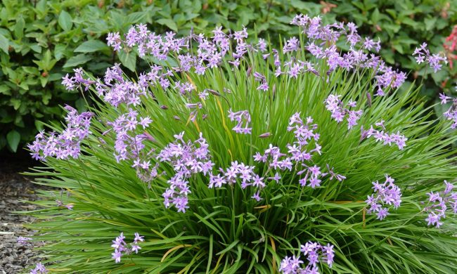 Ail d'Ornement – Tulbaghia Violacea