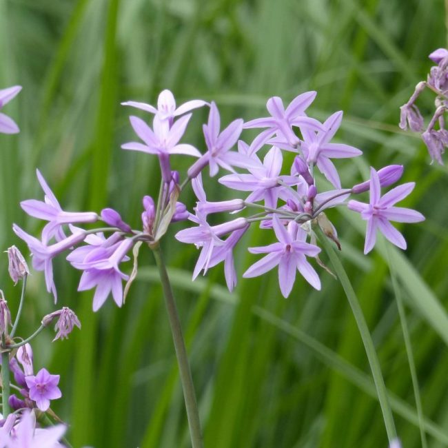 Ail d'Ornement – Tulbaghia Violacea – Image 3