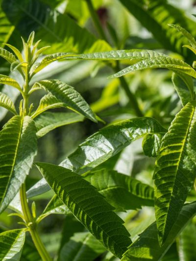 Verveine Citronnelle