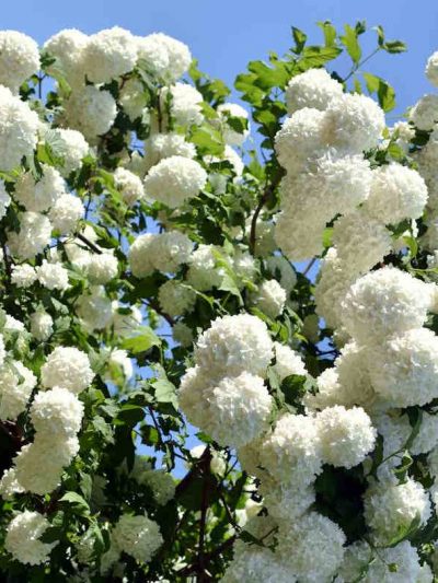 Boule de Neige – Viburnum Opulus