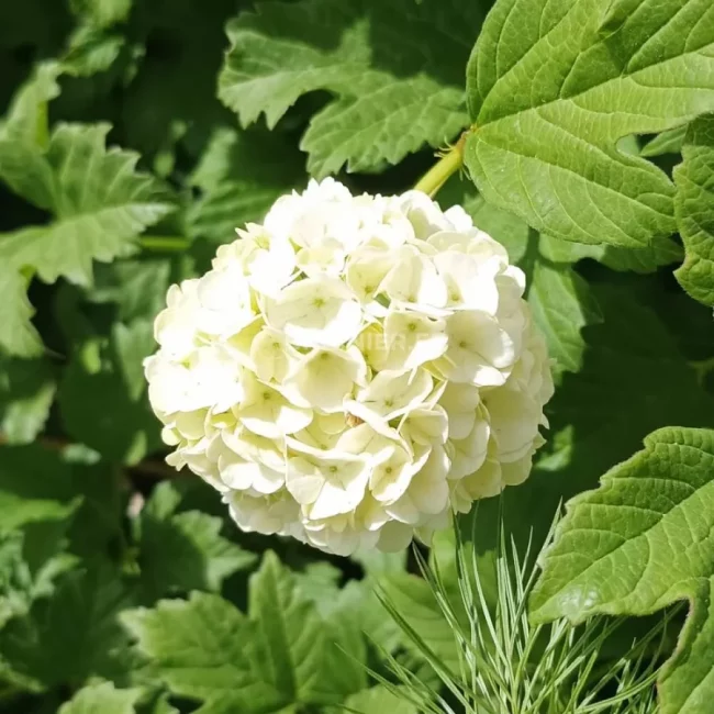 Boule de Neige – Viburnum Opulus – Image 2