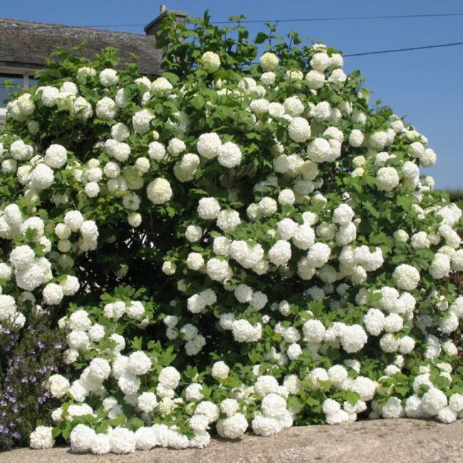Boule de Neige – Viburnum Opulus – Image 4