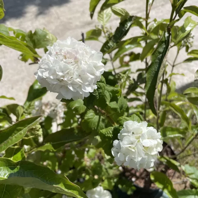 Boule de Neige – Viburnum Opulus – Image 3