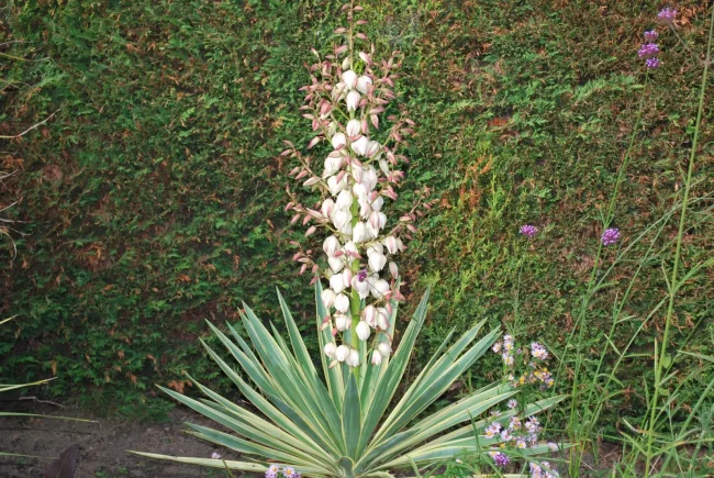 Yucca Gloriosa 'Variegata' – Image 4