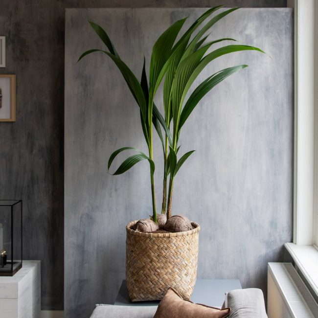 Zayn – Bamboo – Image 8