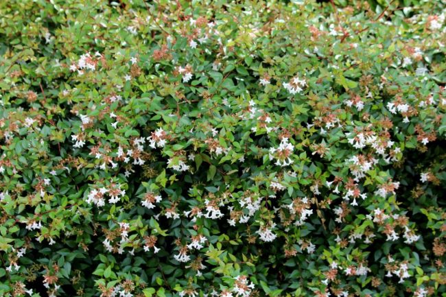 Abelia – Image 3