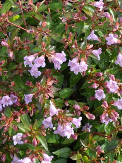 Abelia 'Edouard Goucher'