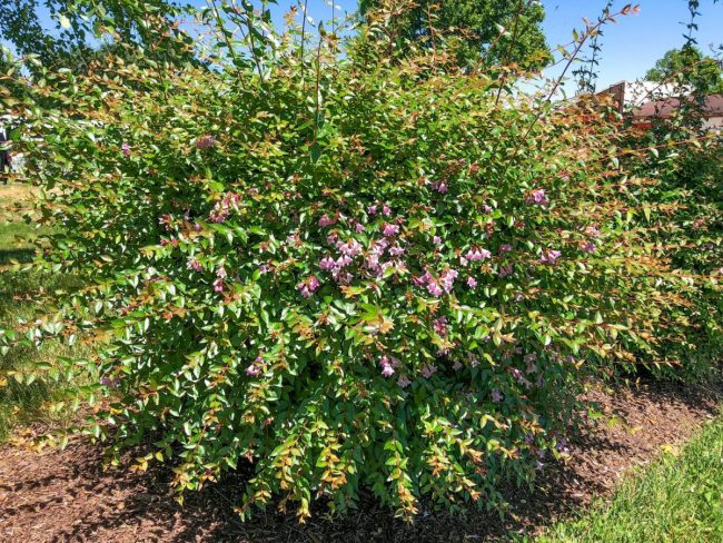 Abelia 'Edouard Goucher' – Image 3