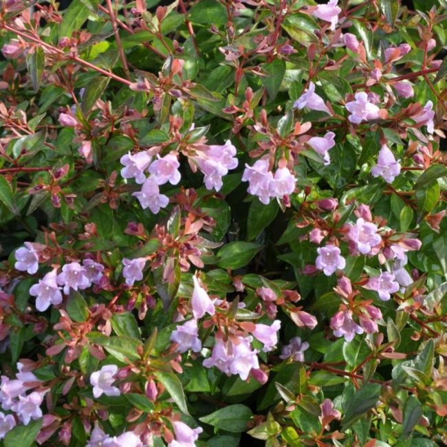 Abelia 'Edouard Goucher'