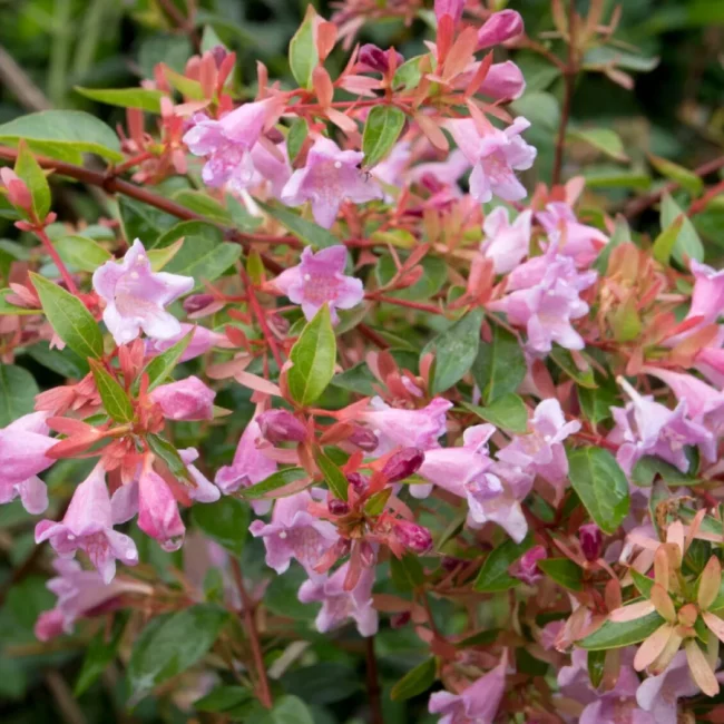Abelia 'Edouard Goucher' – Image 2