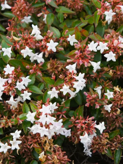 Abelia