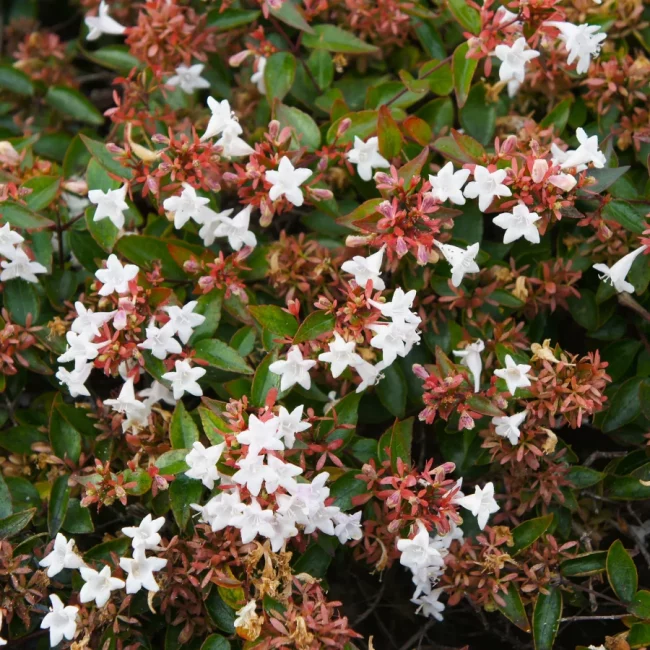 Abelia