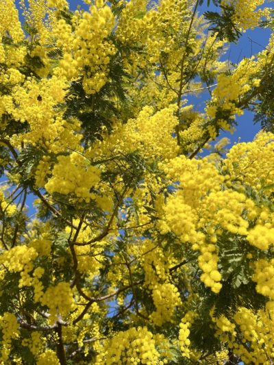 Mimosa 'Le Gaulois' – Acacia Dealbata