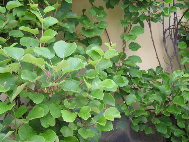 Kiwi Autofertile – Actinidia Chinensis 'Solo' – Image 3