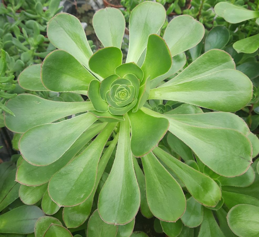 Aeonium – Image 2