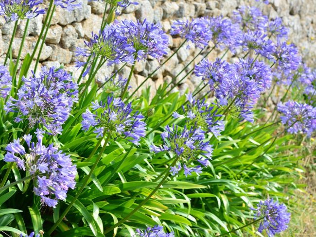 Agapanthe