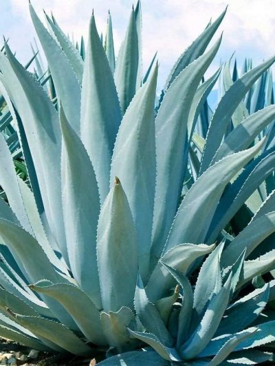 Agave Americana