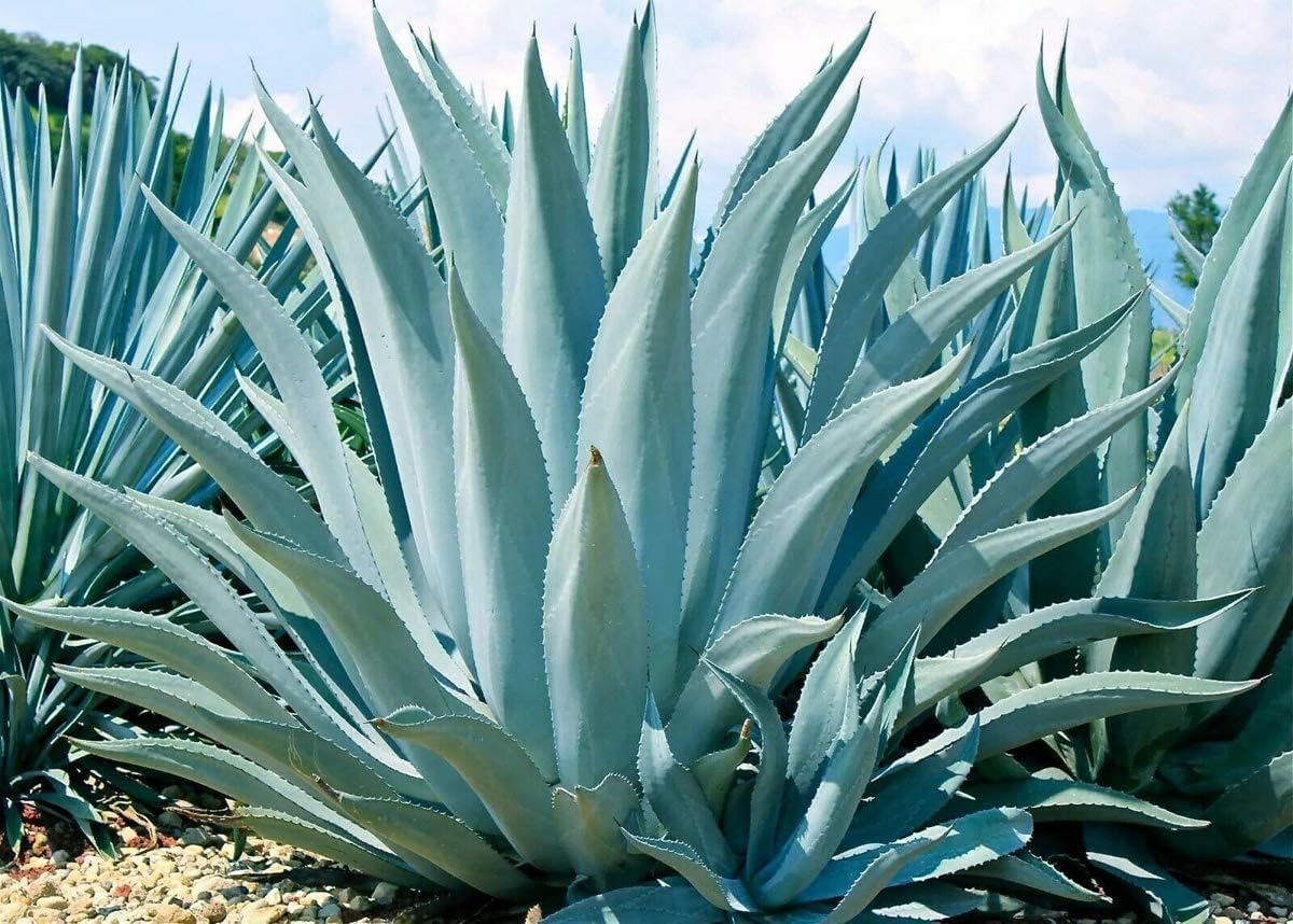 Agave Americana
