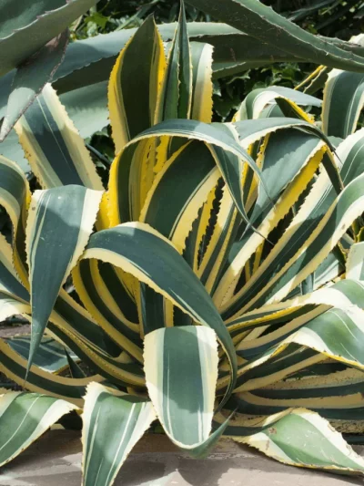 Agave Americana 'Marginata'