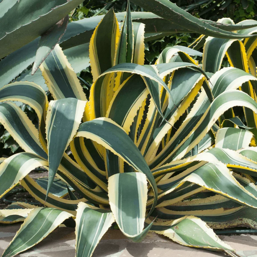Agave Americana 'Marginata'
