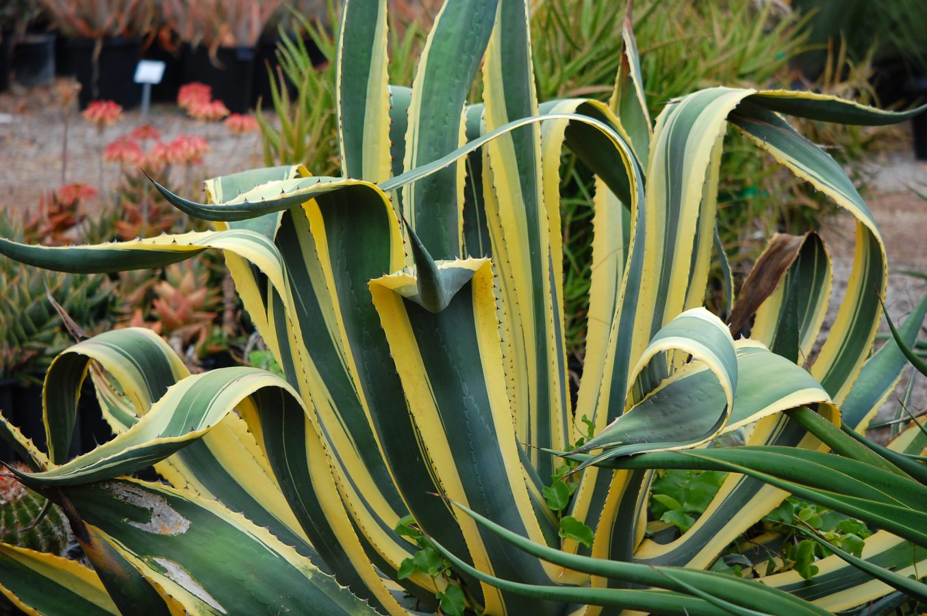 Agave Americana 'Marginata' – Image 3