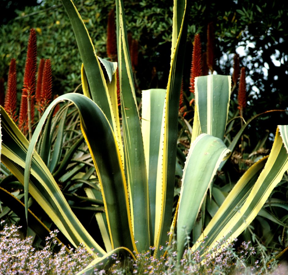 Agave Americana 'Marginata' – Image 4