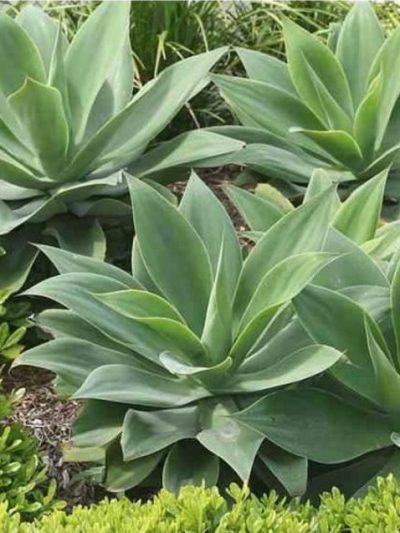 Agave Attenuata