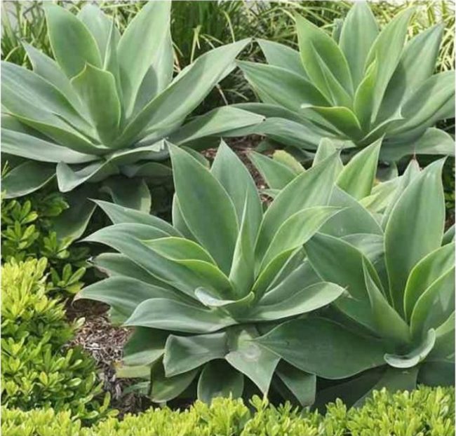 Agave Attenuata