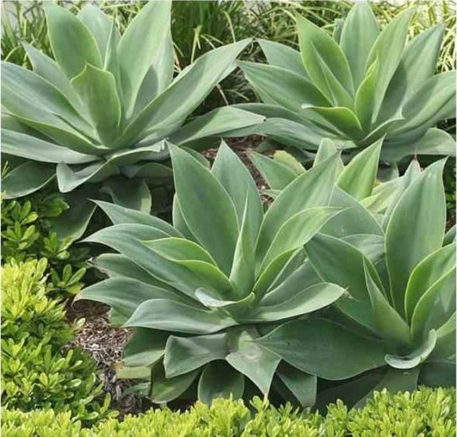 Agave Attenuata