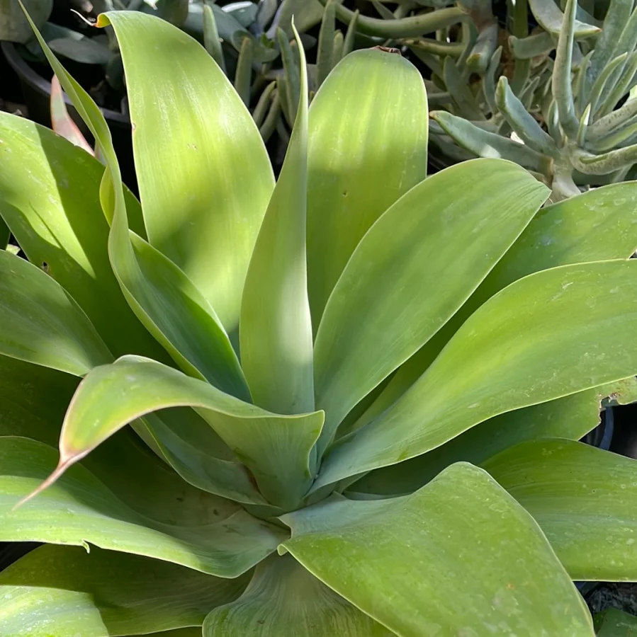 Agave Attenuata – Image 3
