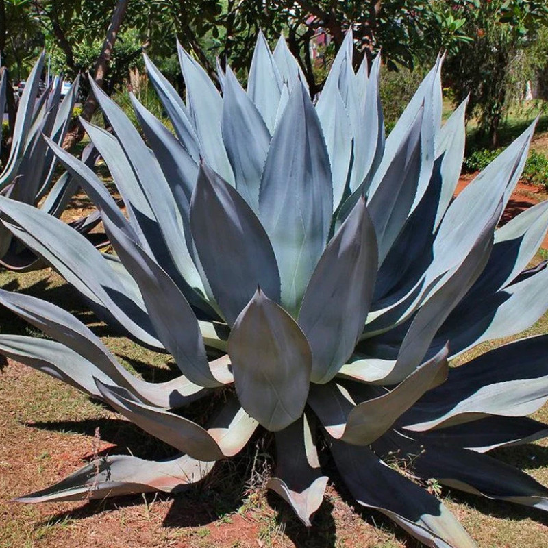 Agave Americana – Image 2