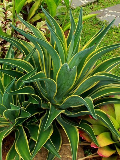 Agave Desmetiana