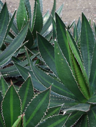Agave Lophantha