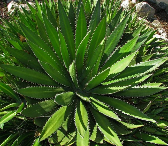 Agave Lophantha – Image 2