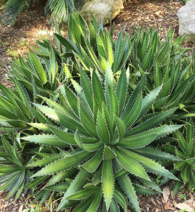 Agave Lophantha – Image 3