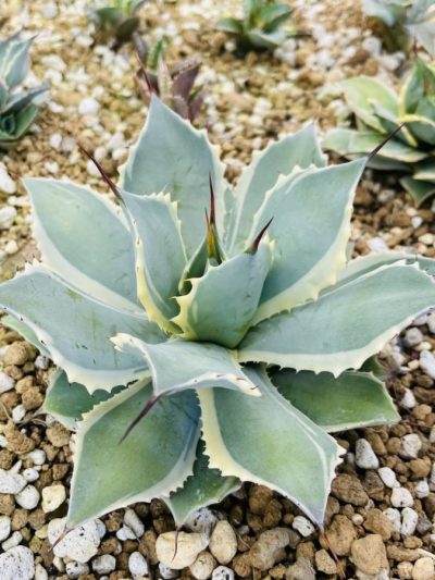 Agave Potatorum (Variétés)