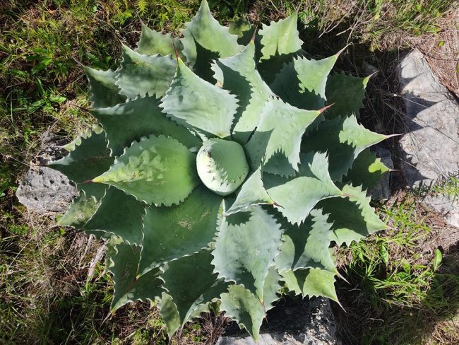 Agave Potatorum (Variétés) – Image 2