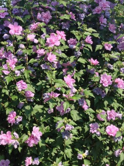 Althea 'Hibiscus des Jardins'