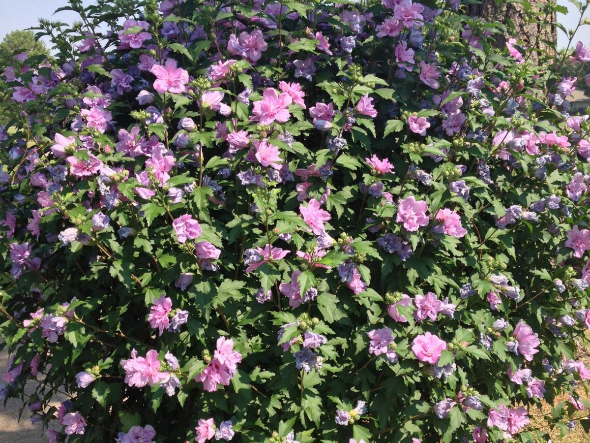 Althea 'Hibiscus des Jardins'