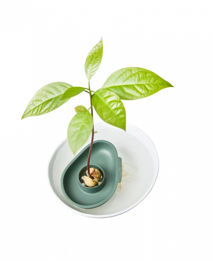 Amazing Avocado Floater – Image 3