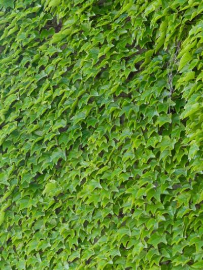 Vigne Vierge Grimpante – Ampelopsis