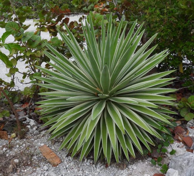 Agave Angustifolia 'Marginata' – Image 2