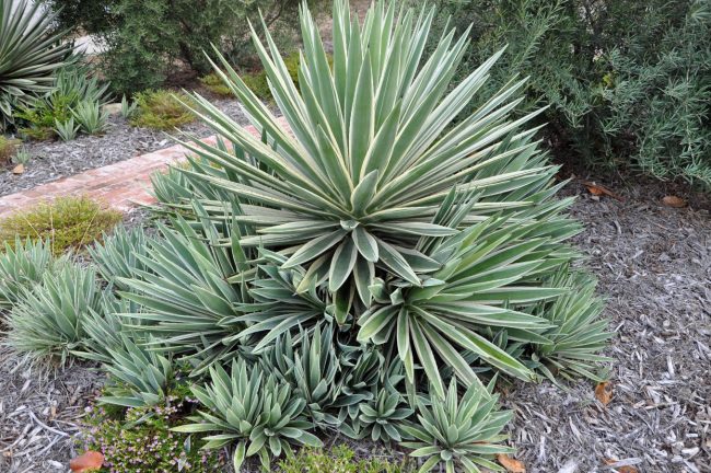 Agave Angustifolia 'Marginata'