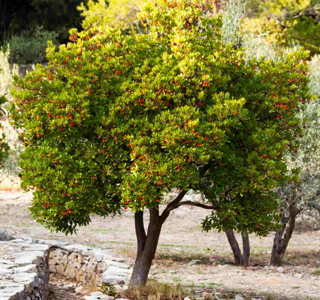 Arbousier – Arbutus Unedo – Image 3