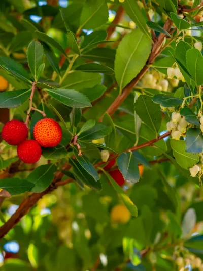 Arbousier – Arbutus Unedo
