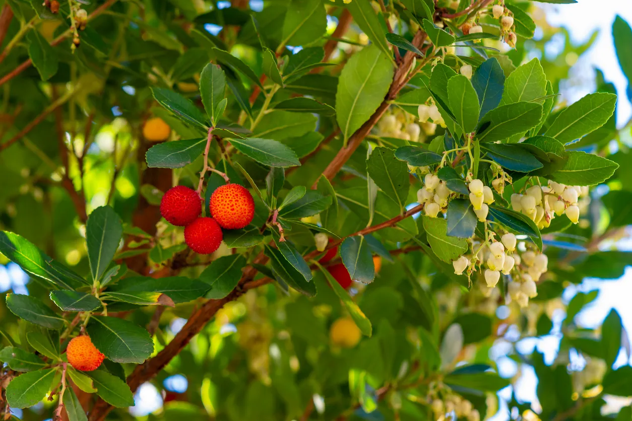 Arbousier – Arbutus Unedo