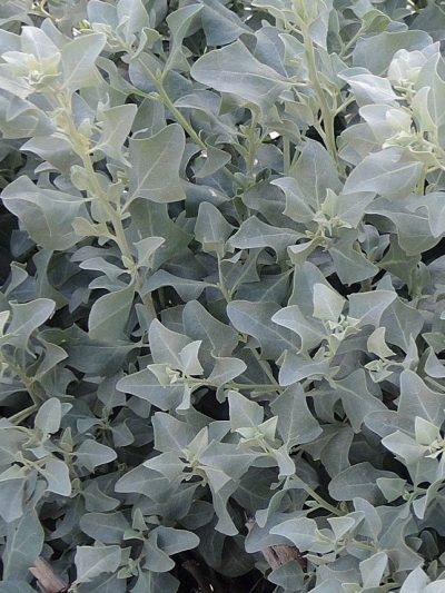 Arroche Marine – Atriplex Halimus