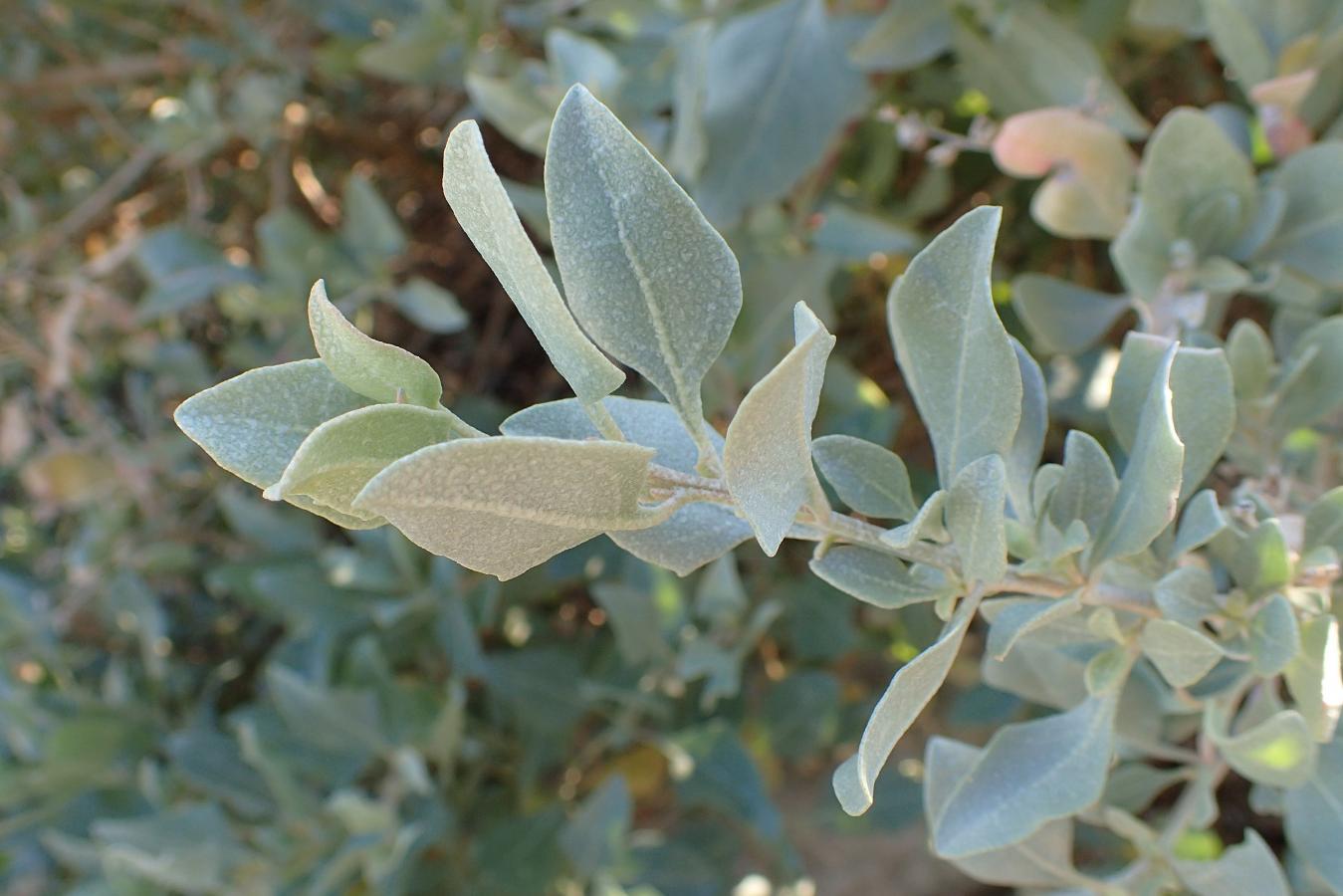 Arroche Marine – Atriplex Halimus – Image 3