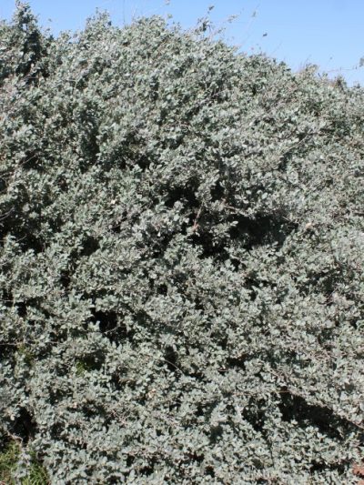 Image Atriplex Halimus